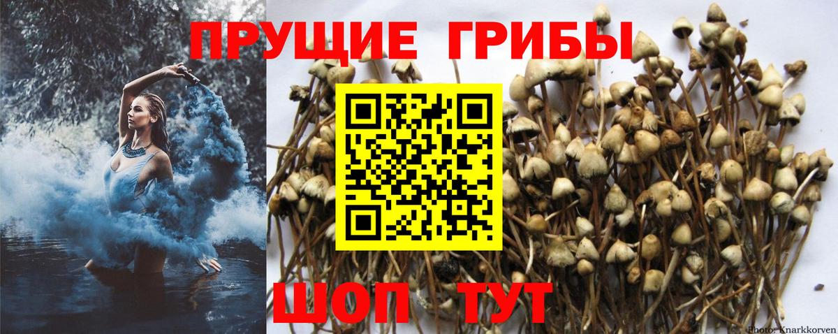 Галлюциногенные грибы прущие грибы  что такое наркотик  Вход с VPN  Кувандык  Псилоцибиновые грибы GOLDEN TEACHER 